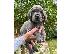 PoulaTo: Kc reg Puppies της Great Dane